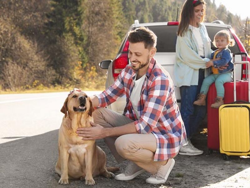 Como viajar de carro com seu cachorro