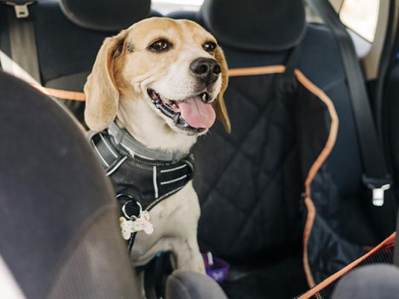 Como viajar de carro com seu cachorro