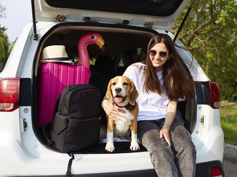 Como viajar de carro com seu cachorro