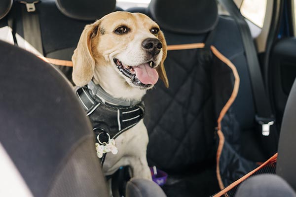 viajar de carro com seu cachorro